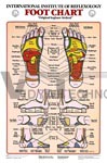 Foot Reflexology Anatomical Chart